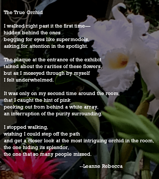 The True Orchid  I walked right past it the first time— hidden behind the ones  begging for eyes like supermodels, asking for attention in the spotlight.   The plaque at the entrance of the exhibit talked about the rarities of these flowers, but as I moseyed through by myself I felt underwhelmed.  It was only on my second time around the room, that I caught the hint of pink peeking out from behind a white array, an interruption of the purity surrounding.  I stopped walking, wishing I could step off the path and get a closer look at the most intriguing orchid in the room, the one hiding its splendor, the one that so many people missed. 